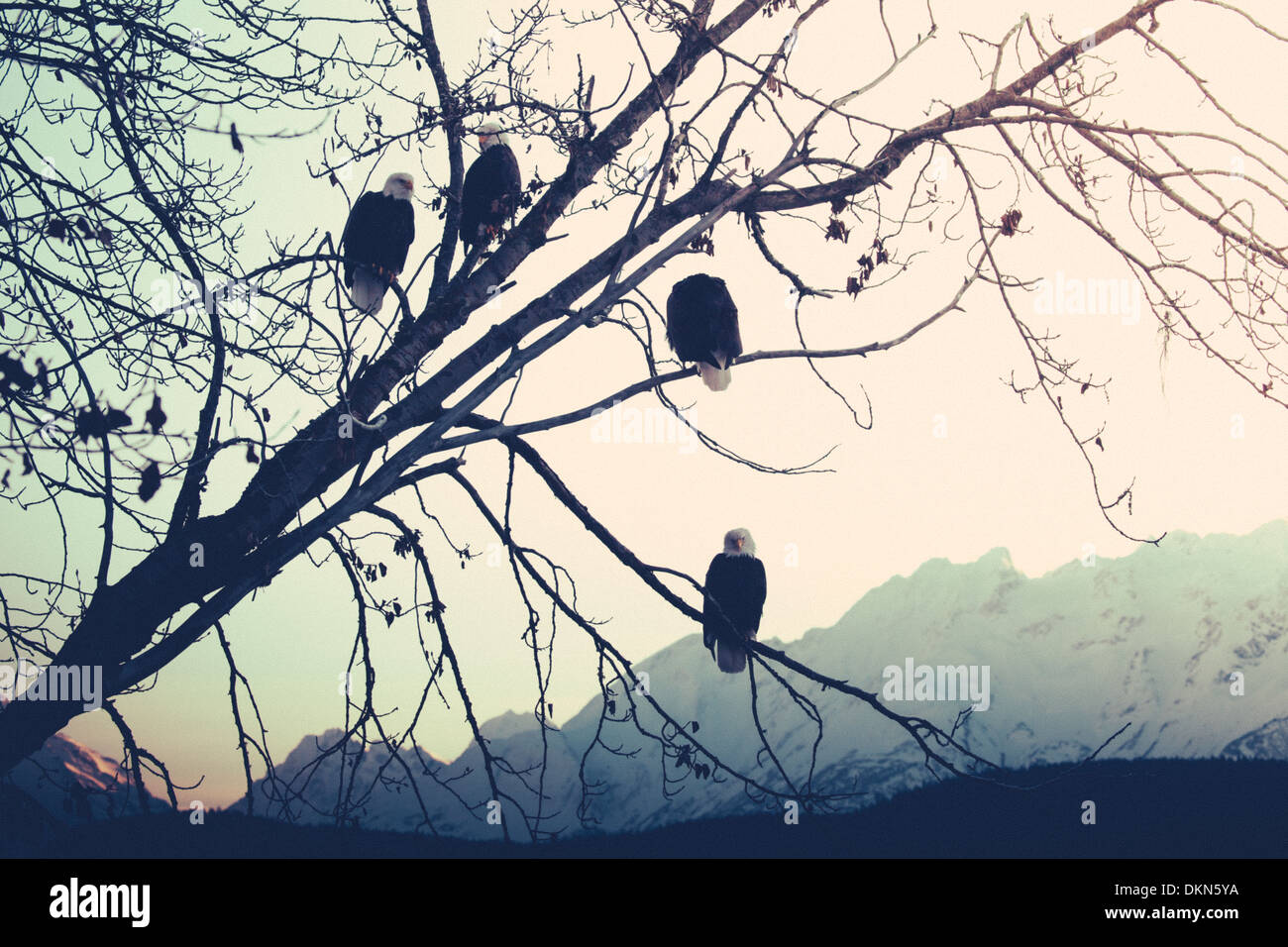 Bald eagles in a tree at sunset with Alaskan mountains in the background. Stock Photo