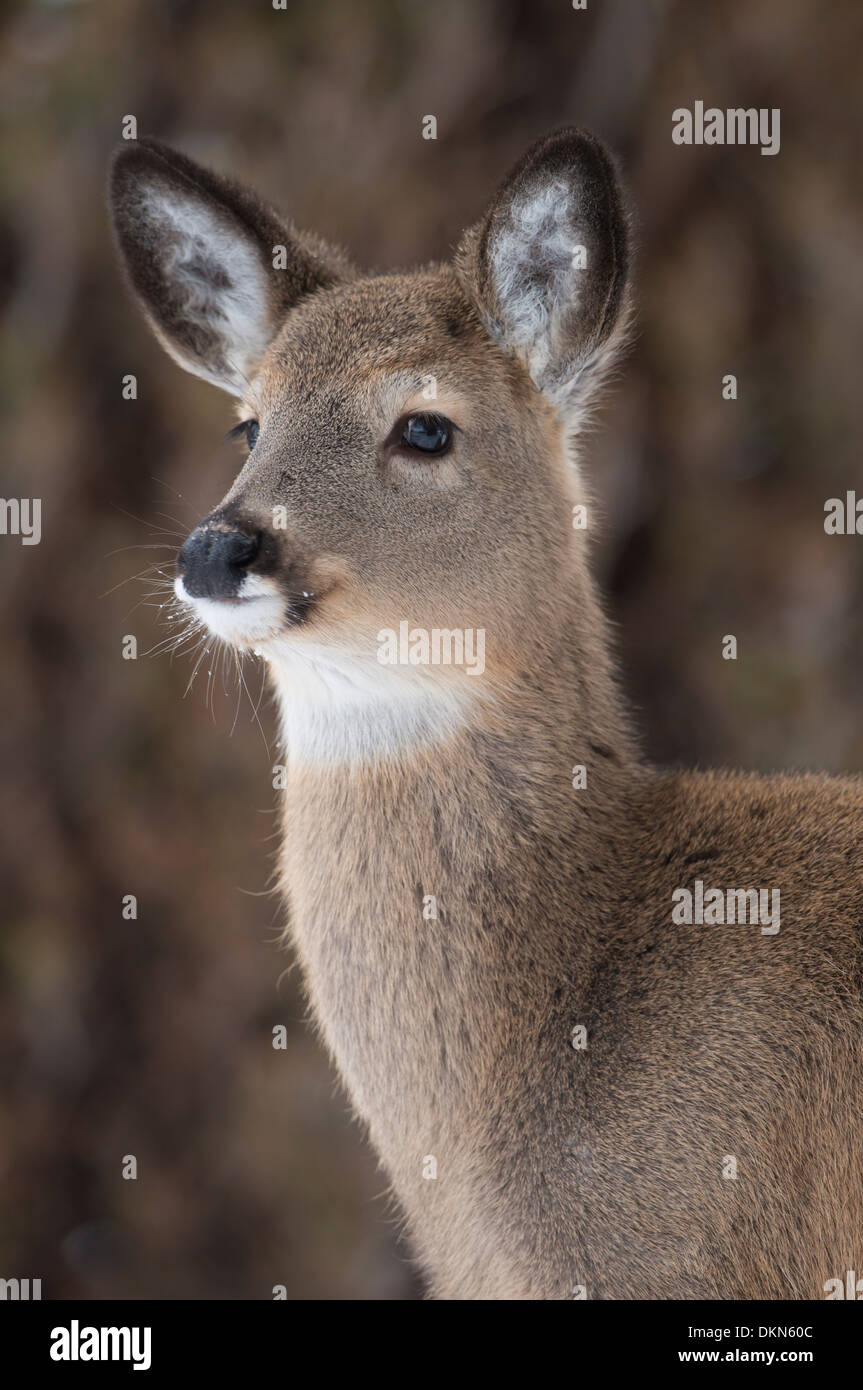 A white-tailed fawn (Odocoileus virginianus) portrait, Missoula, Montana Stock Photo