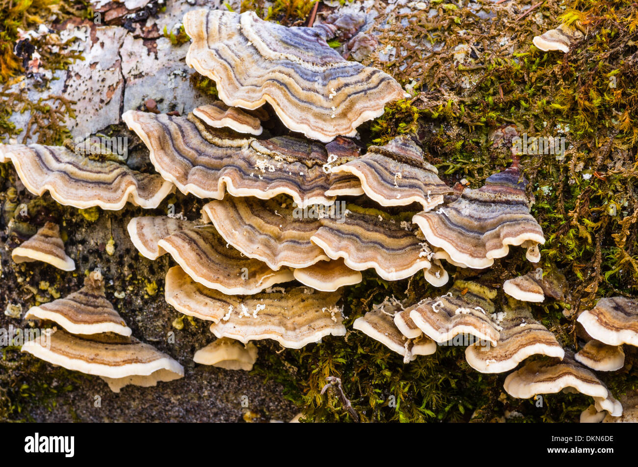 A log with mushrooms growing in the forest Stock Photo