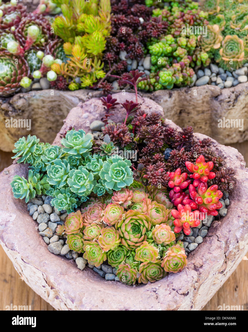 Sedum and sempervivium plants suitable for green roof applications Stock Photo