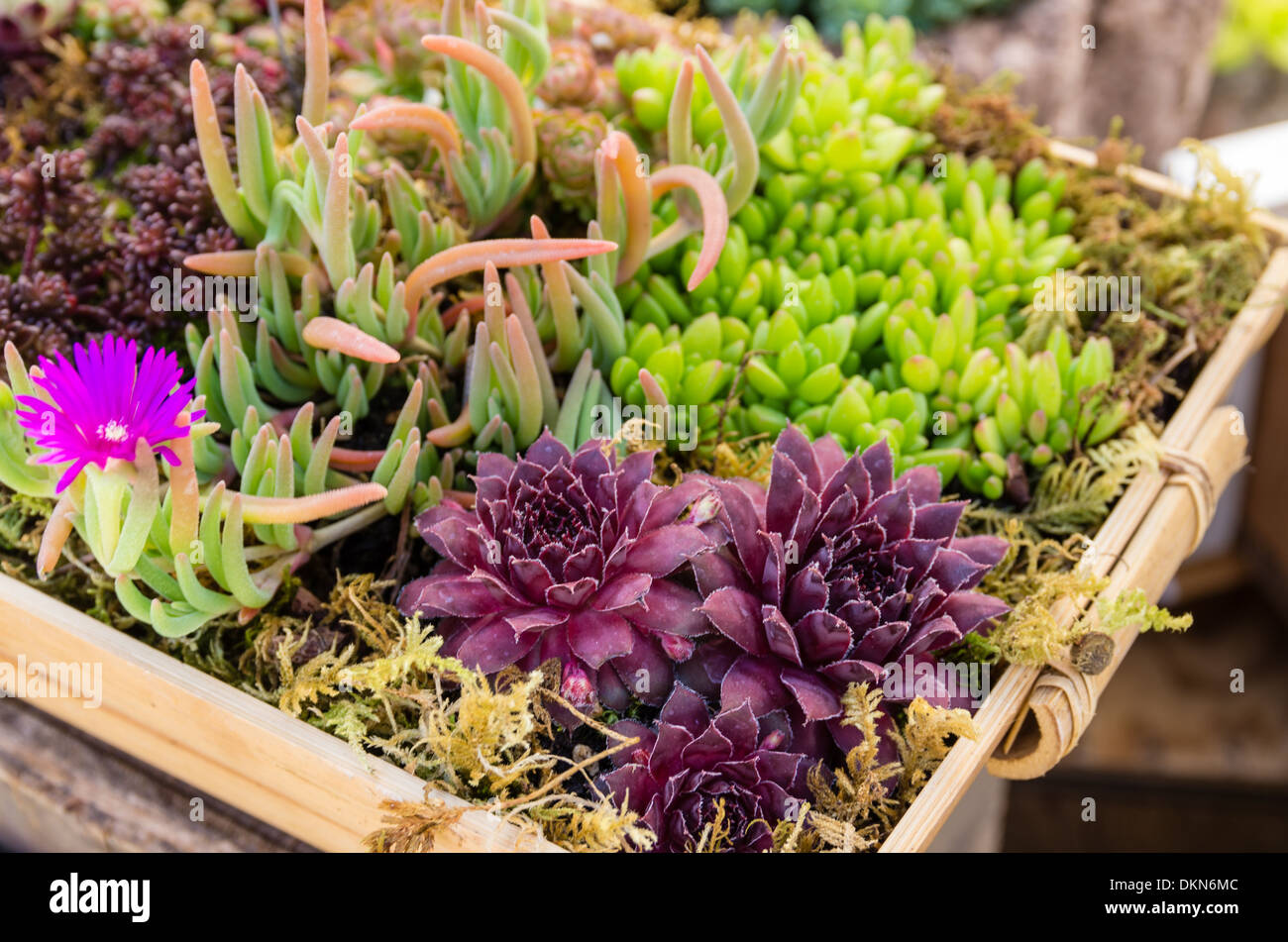 Sedum and sempervivium plants suitable for green roof applications Stock Photo