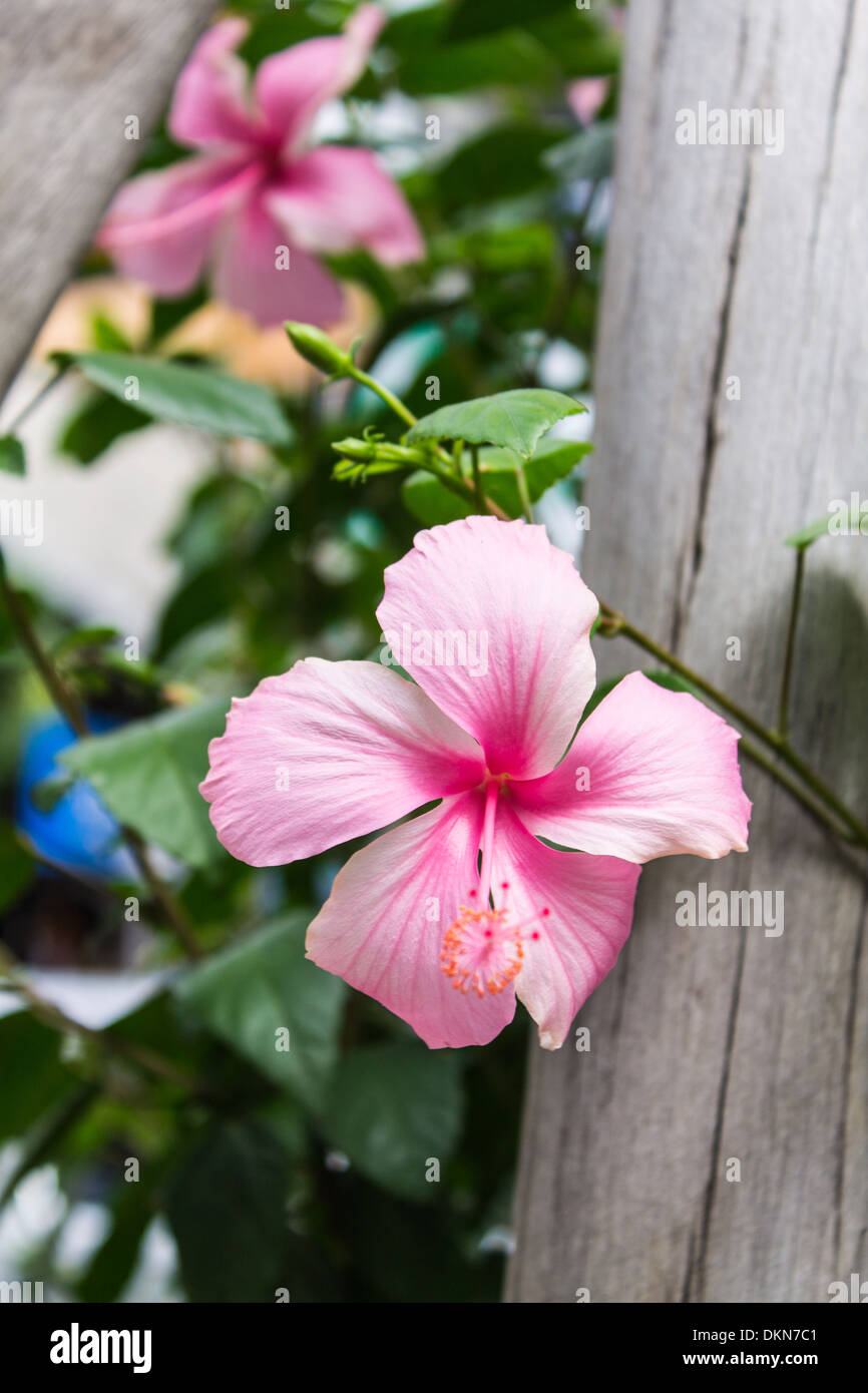 Hibiscus pink bush hi-res stock photography and images - Alamy