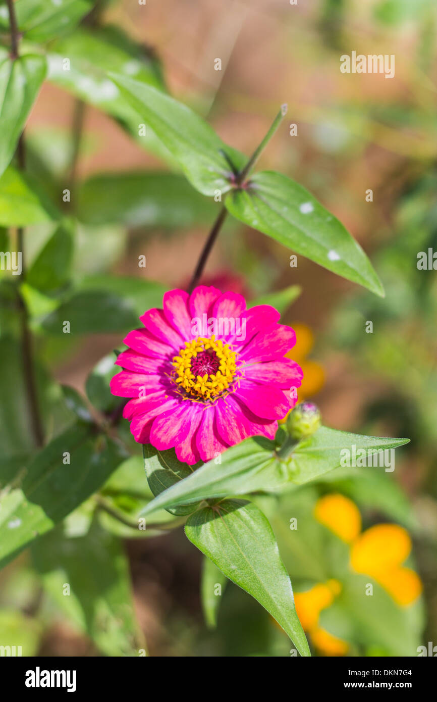 Pink Straw flower Stock Photo Alamy