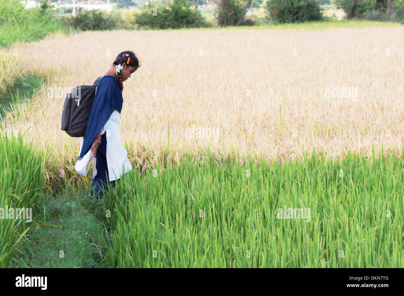 Indian girl walking to school through ripe rice paddy field. Andhra Pradesh, India Stock Photo