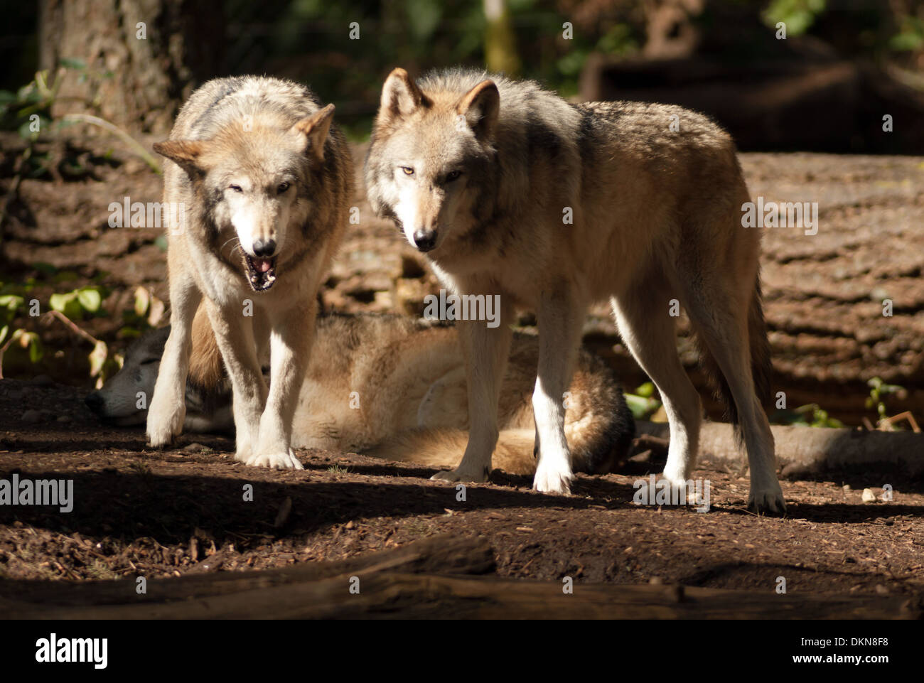 A Wolf Pair stands observing and playing together Stock Photo