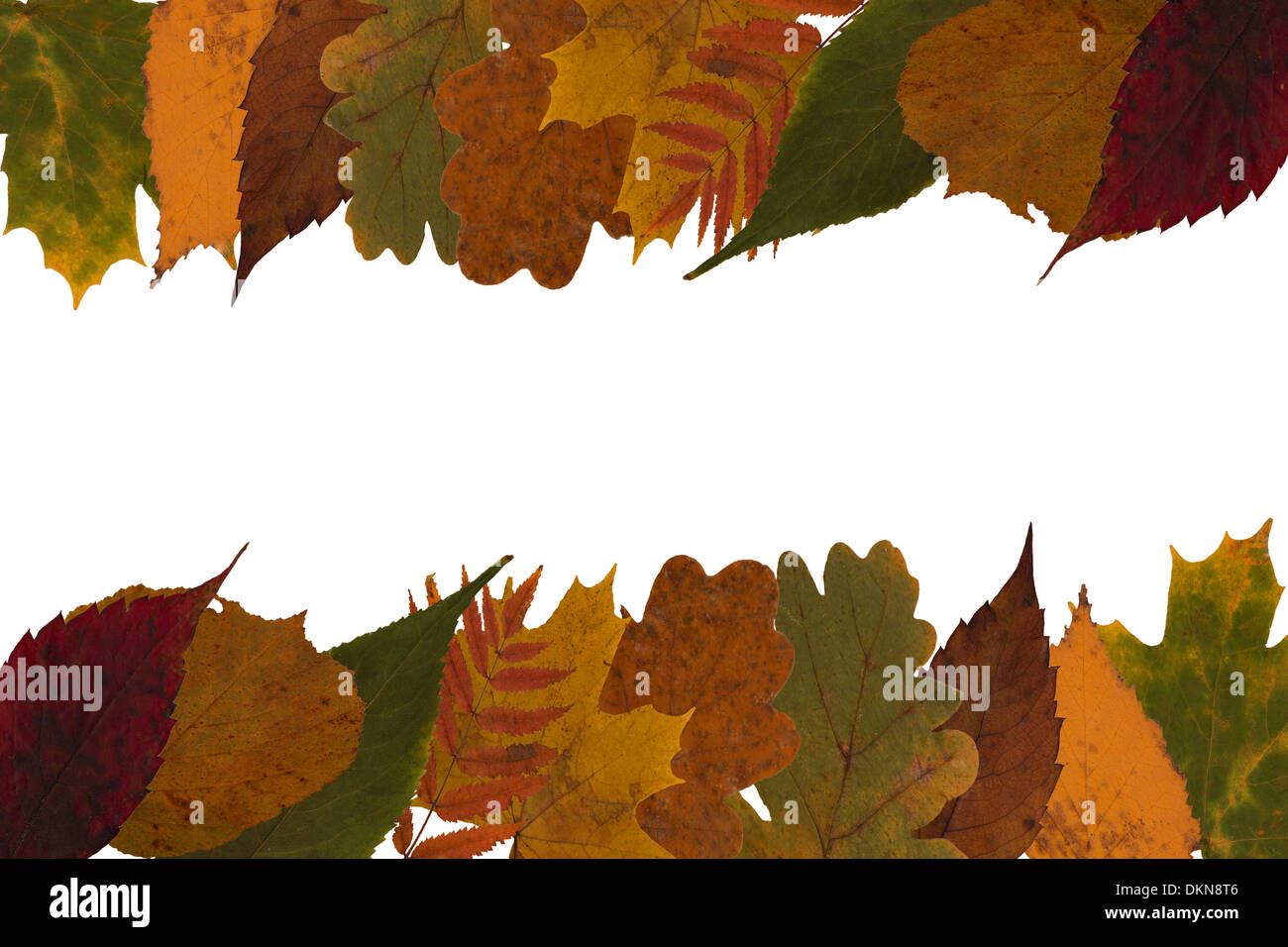 Picture of autumn leaves on a white background Stock Photo - Alamy