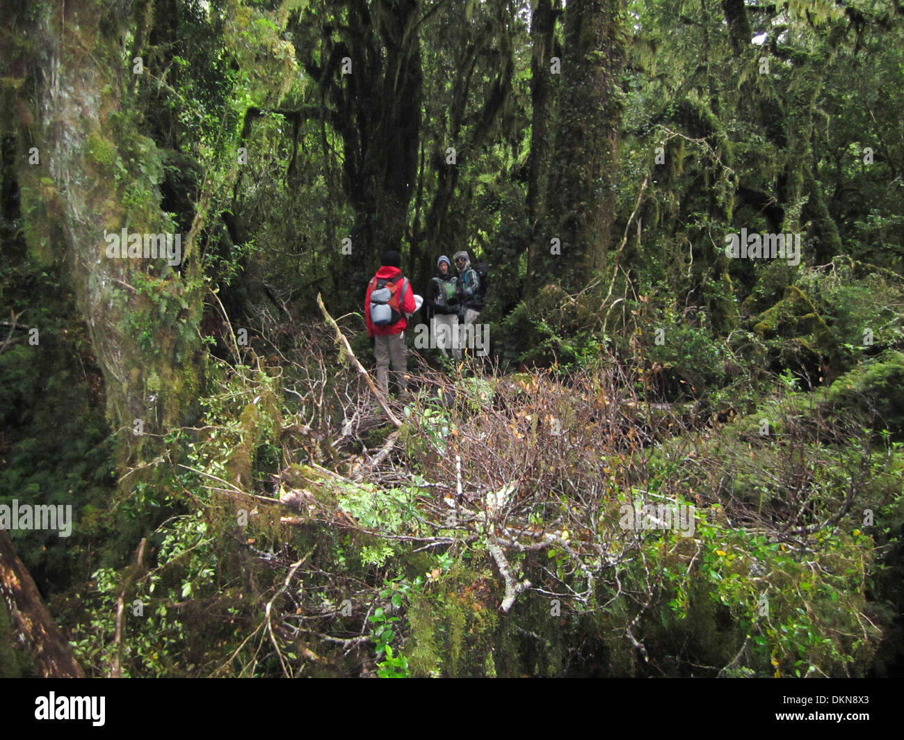 Chile Patagonia, Backpackers hiking in the forest along the Carretera Austral Stock Photo