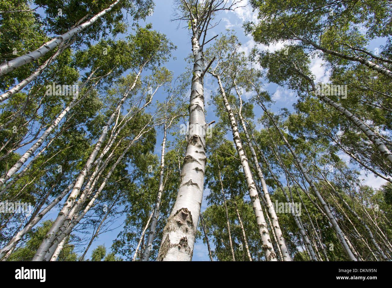 Birch forest / Betula Stock Photo
