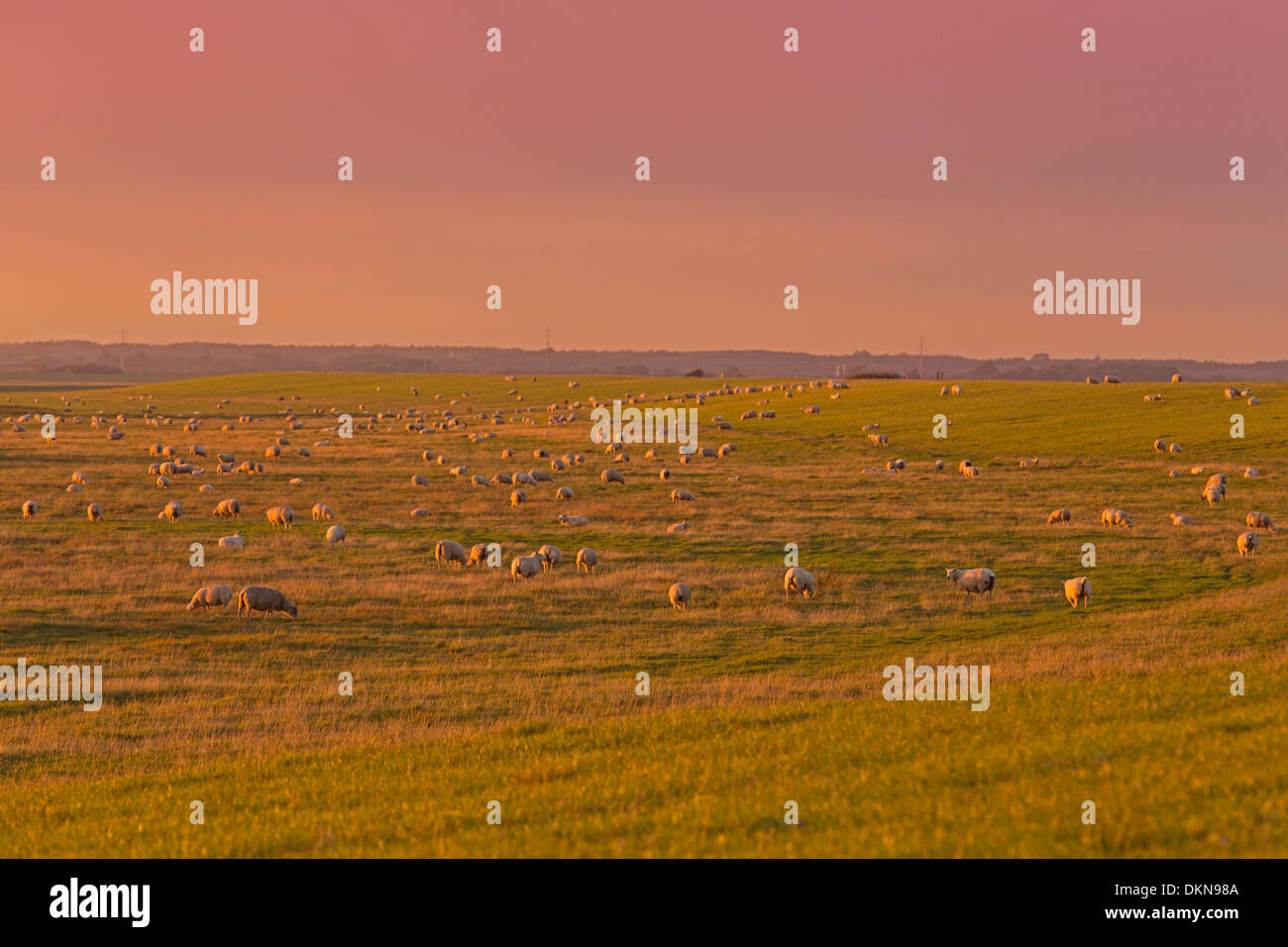 Sheep on a dike with sundown, Denmark, Europe Stock Photo