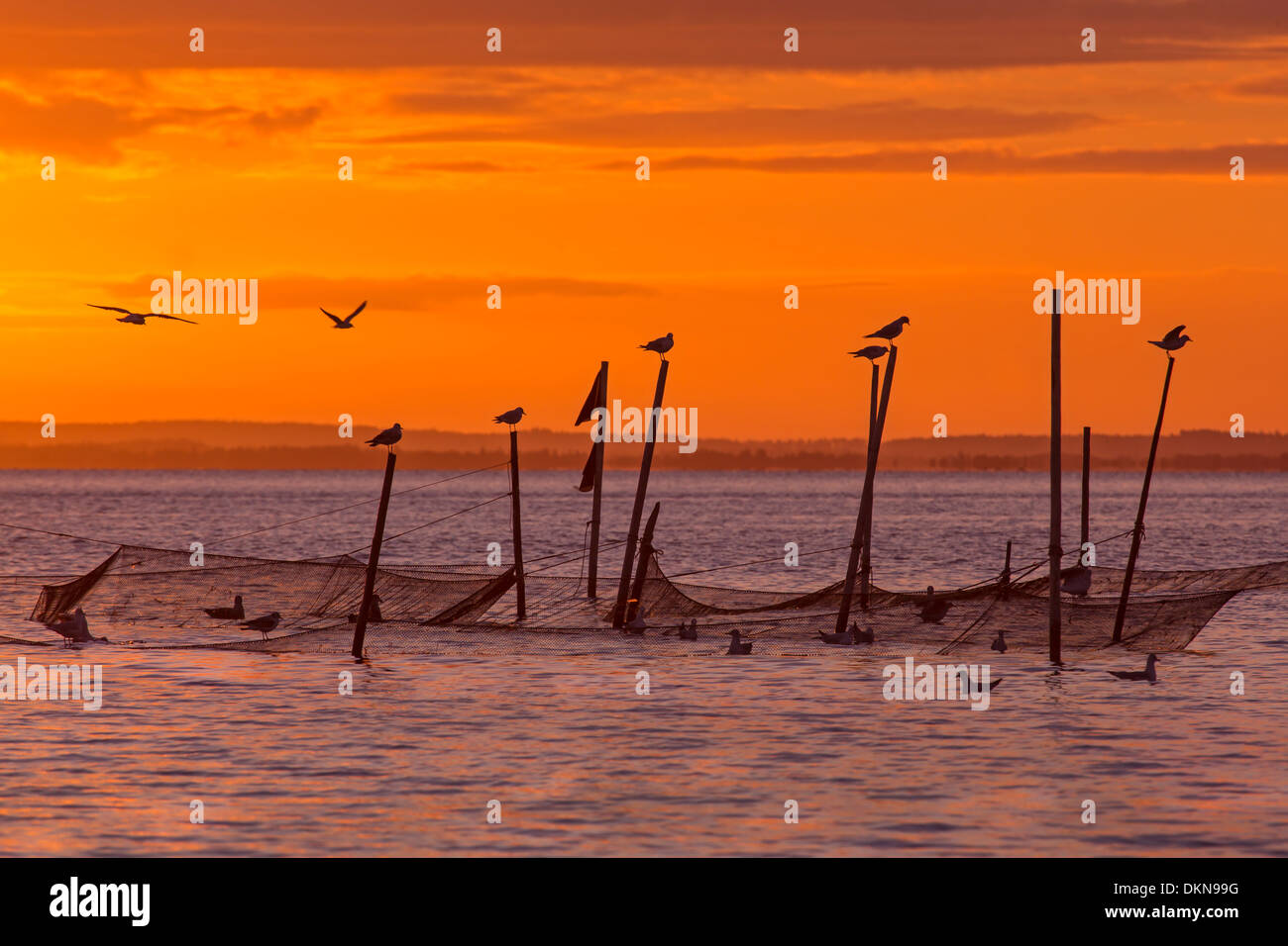 Fishnet at sunrise, Ringköping fjord, Denmark, Europe Stock Photo