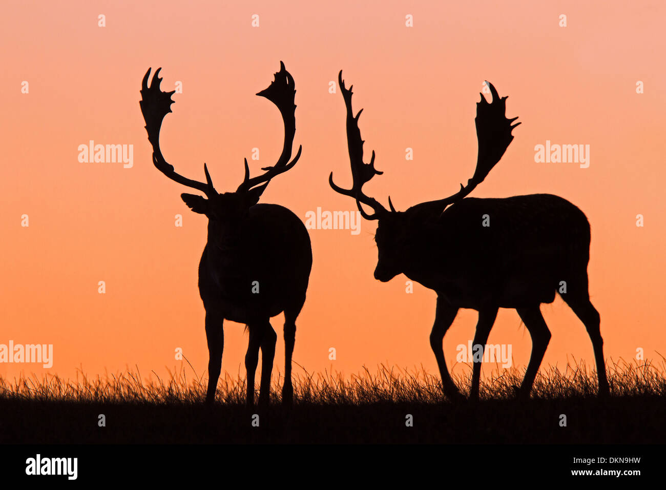 Fallow Deer in sunset / Dama dama Stock Photo