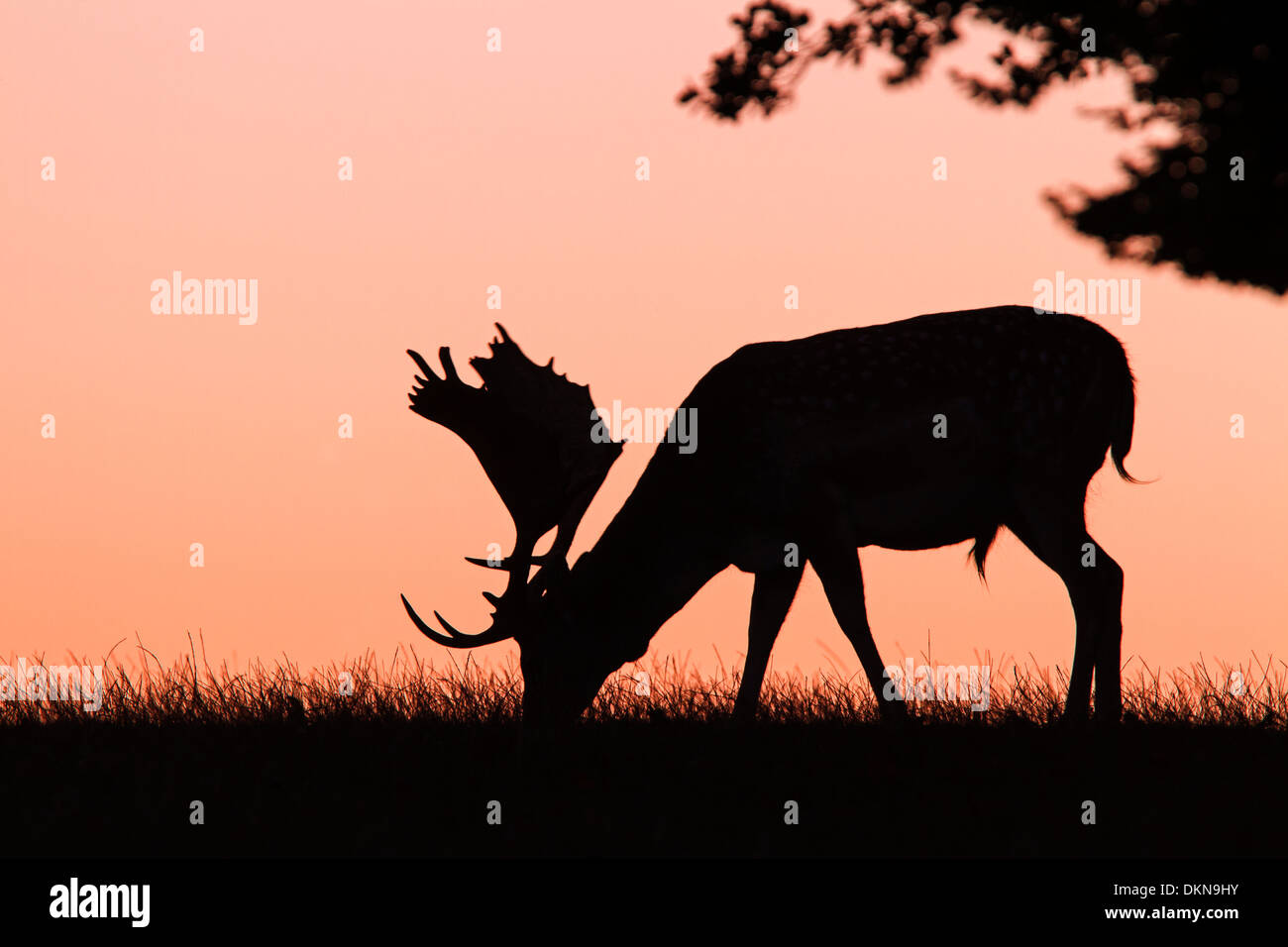 Fallow Deer in sunset / Dama dama Stock Photo