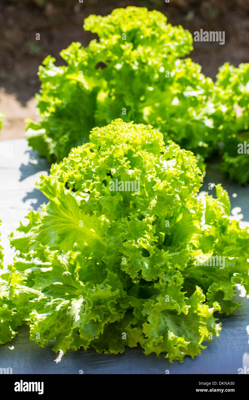 Lettuce Plants Growing Stock Photo Alamy