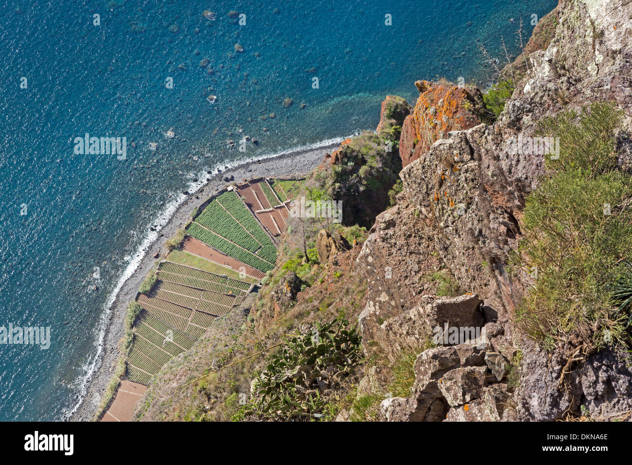 Fields at Camara de Lobos, Madeira, Portugal, Europe Stock Photo