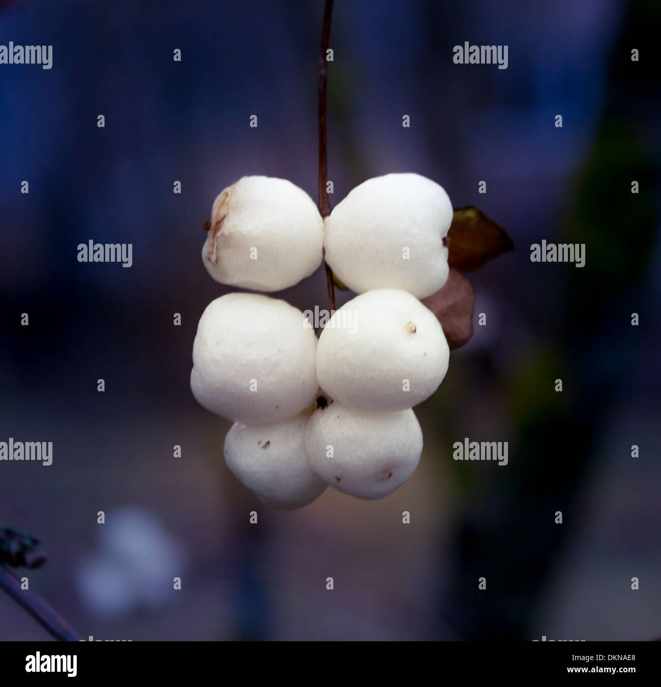 Snowberries (Symphoricarpos) 3 Stock Photo
