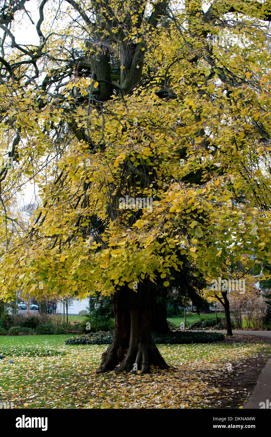 Weeping Silver Lime tree (Tilia tomentosa 'Petiolaris') in autumn, Jephson Gardens, Leamington Spa, UK Stock Photo