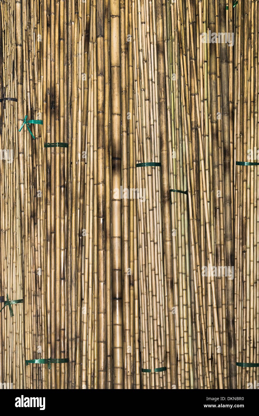 Vietnam, Hanoi, bamboo Stock Photo - Alamy