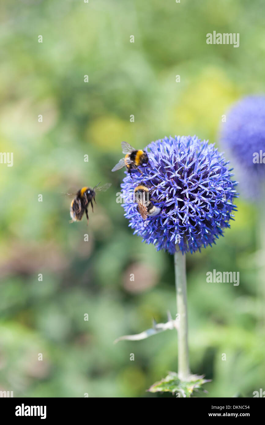 Bees on Echinops ritro flower, UK Stock Photo