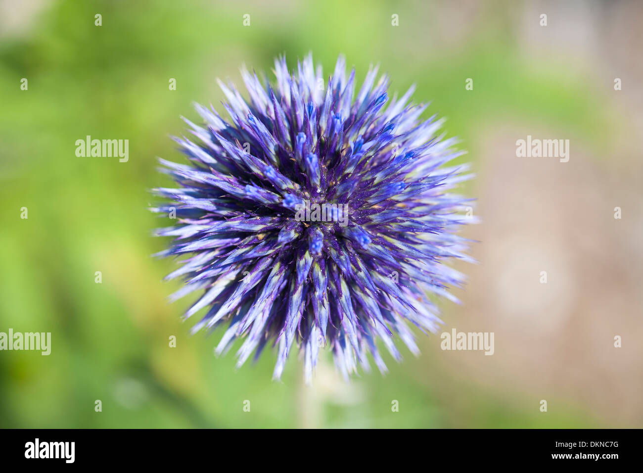 Globe Thistle, UK Stock Photo Alamy