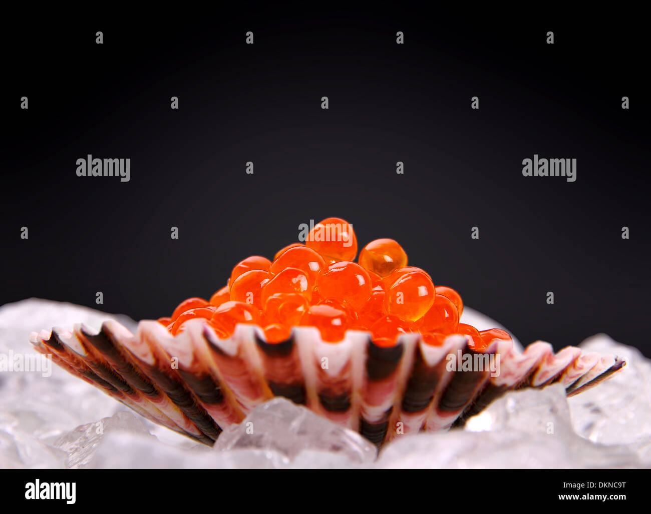 Big shell filled with red salmon caviar on ice, close up Stock Photo