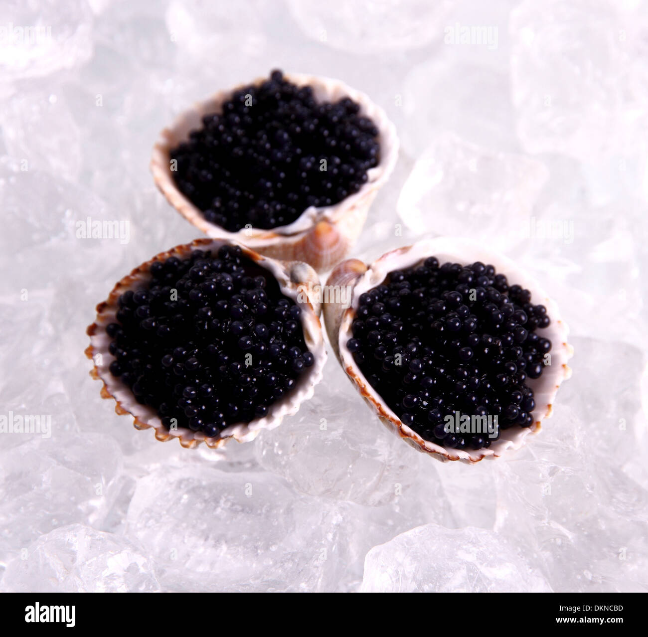 Caviar Shells Three shell with black caviar on ice, top view Stock Photo - Alamy