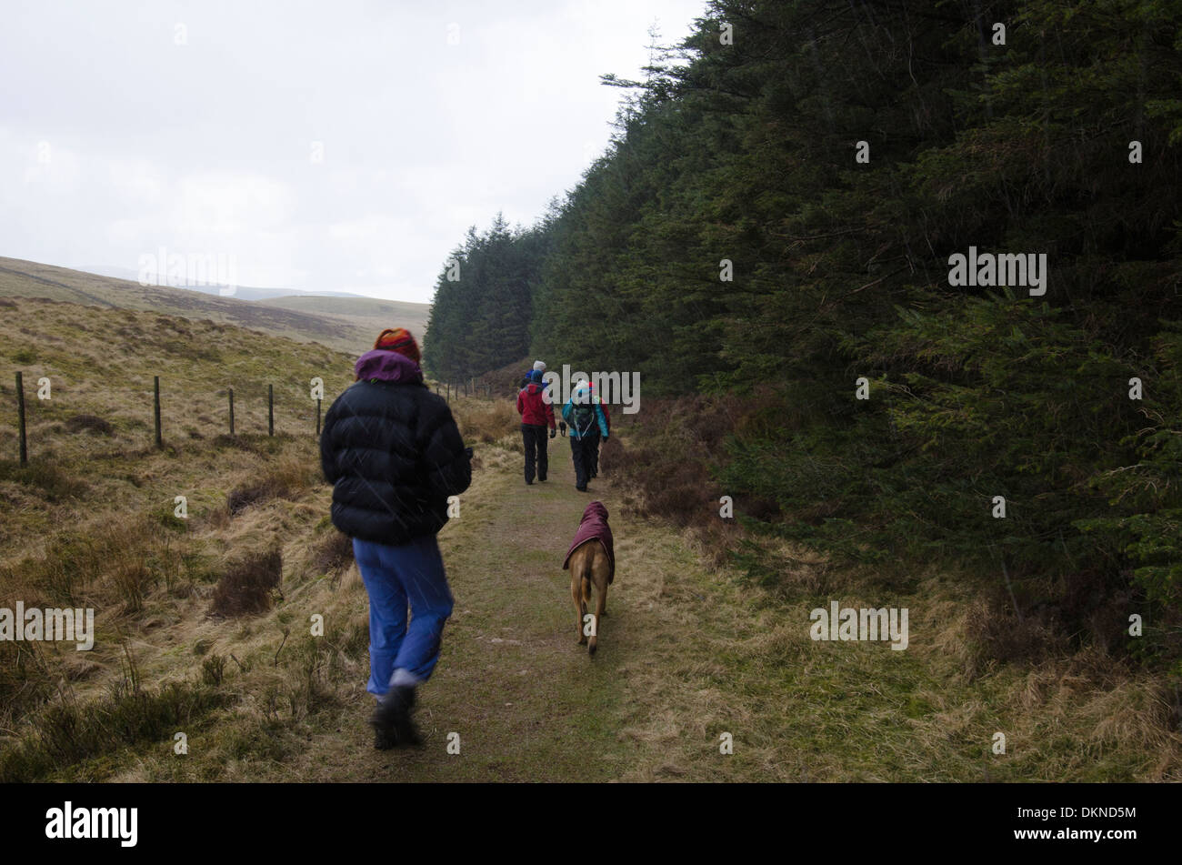 A group of friends dog walking in a snow shower, climbing down from Blake Fell, Cumbria, England. Stock Photo