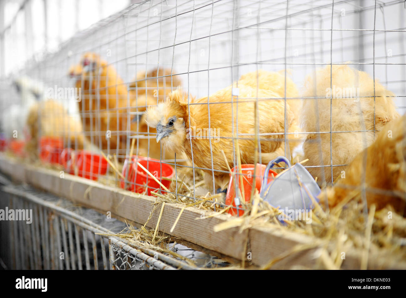 Japanese chicken in a cage at an agricultural fair Stock Photo