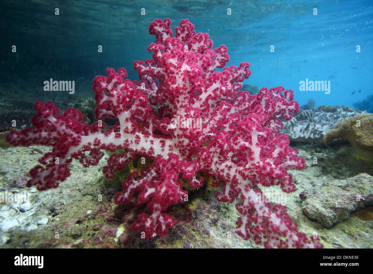 Soft corals in Raja Ampat Stock Photo