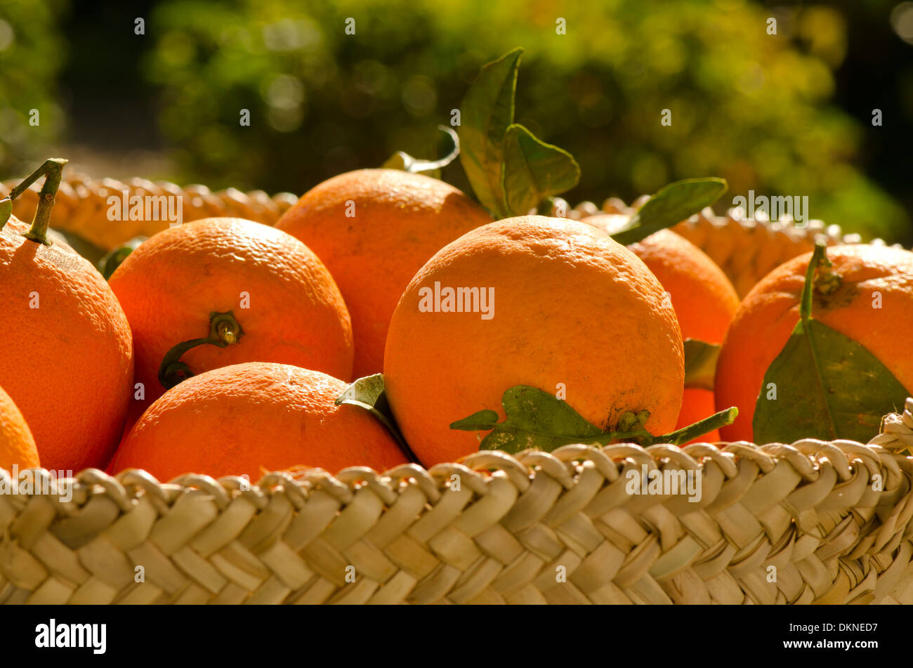 Navel Oranges freshly picked in hand woven basket of esparto grass