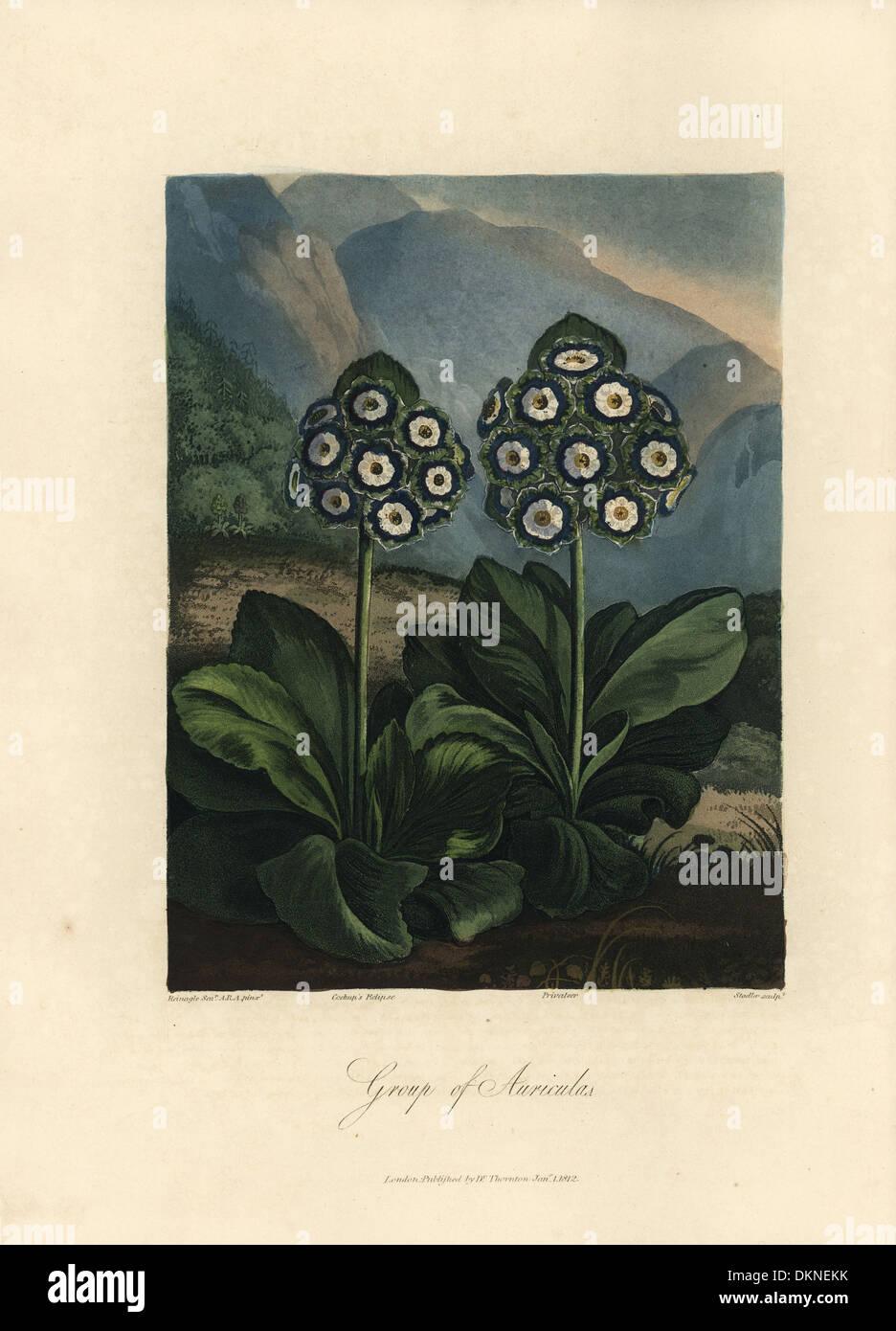 Primula auricula varieties: Cockup's Eclipse and Privateer. Stock Photo