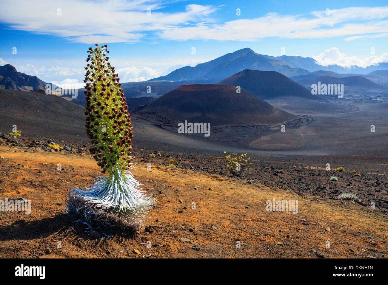 USA, Hawaii, Maui, Haleakala National Park, Silversword Plant (Argyroxiphium sandwicense) Stock Photo
