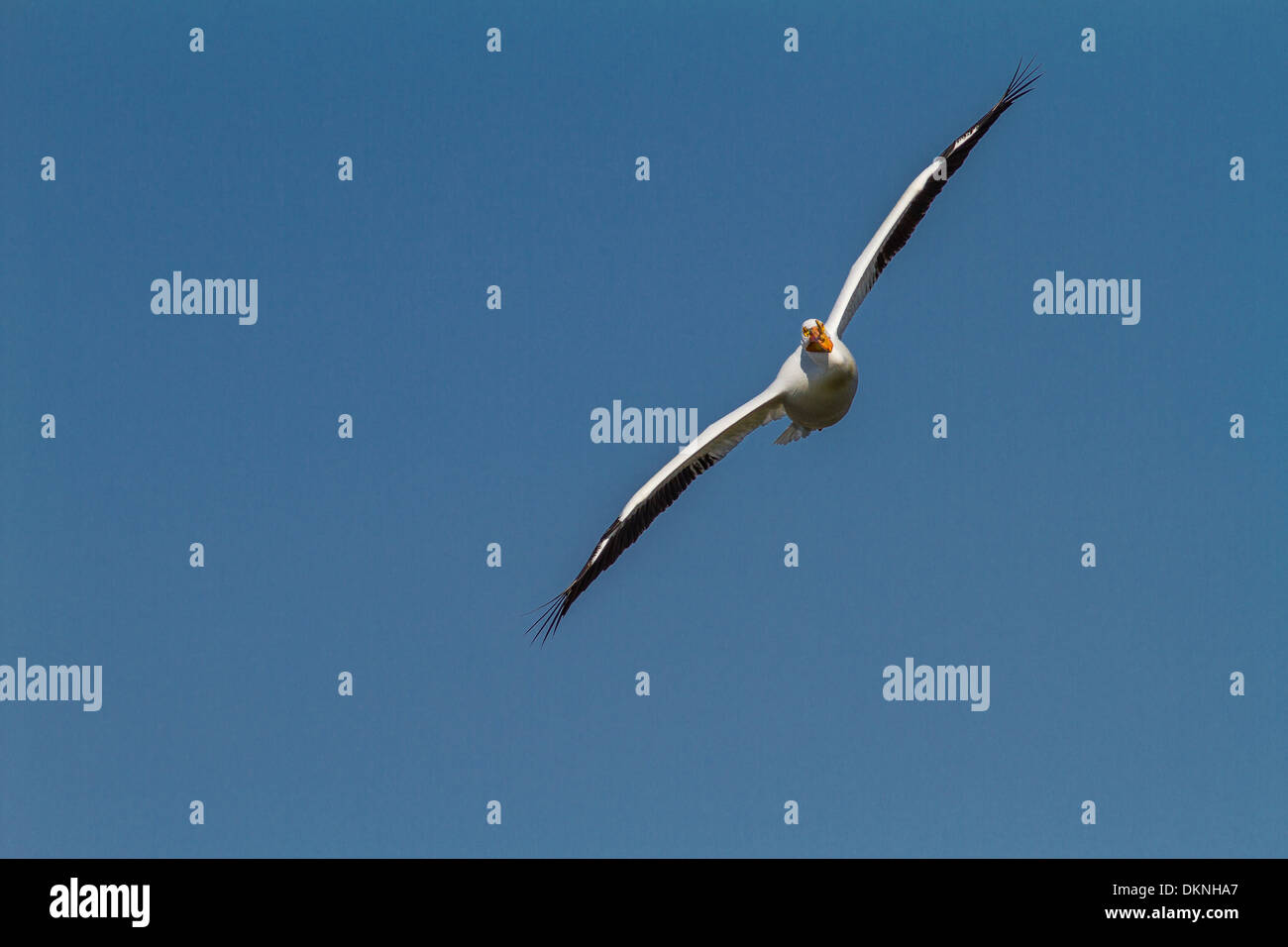 American White Pelican (Pelecanus erythrorhynchos) Large white pelican