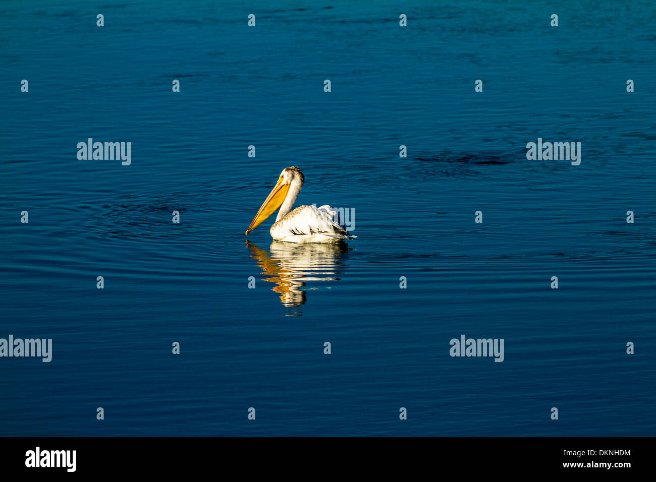 American White Pelican (Pelecanus erythrorhynchos) Large white pelican, with reflection, against deep blue water. Stock Photo