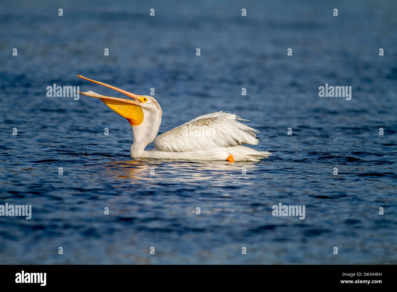 pelican-habitat-hi-res-stock-photography-and-images-alamy