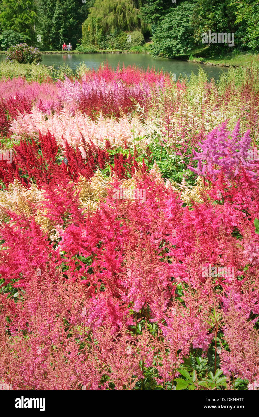 National collection of Astilbes at Marwood Hill Gardens, Devon, UK. Stock Photo