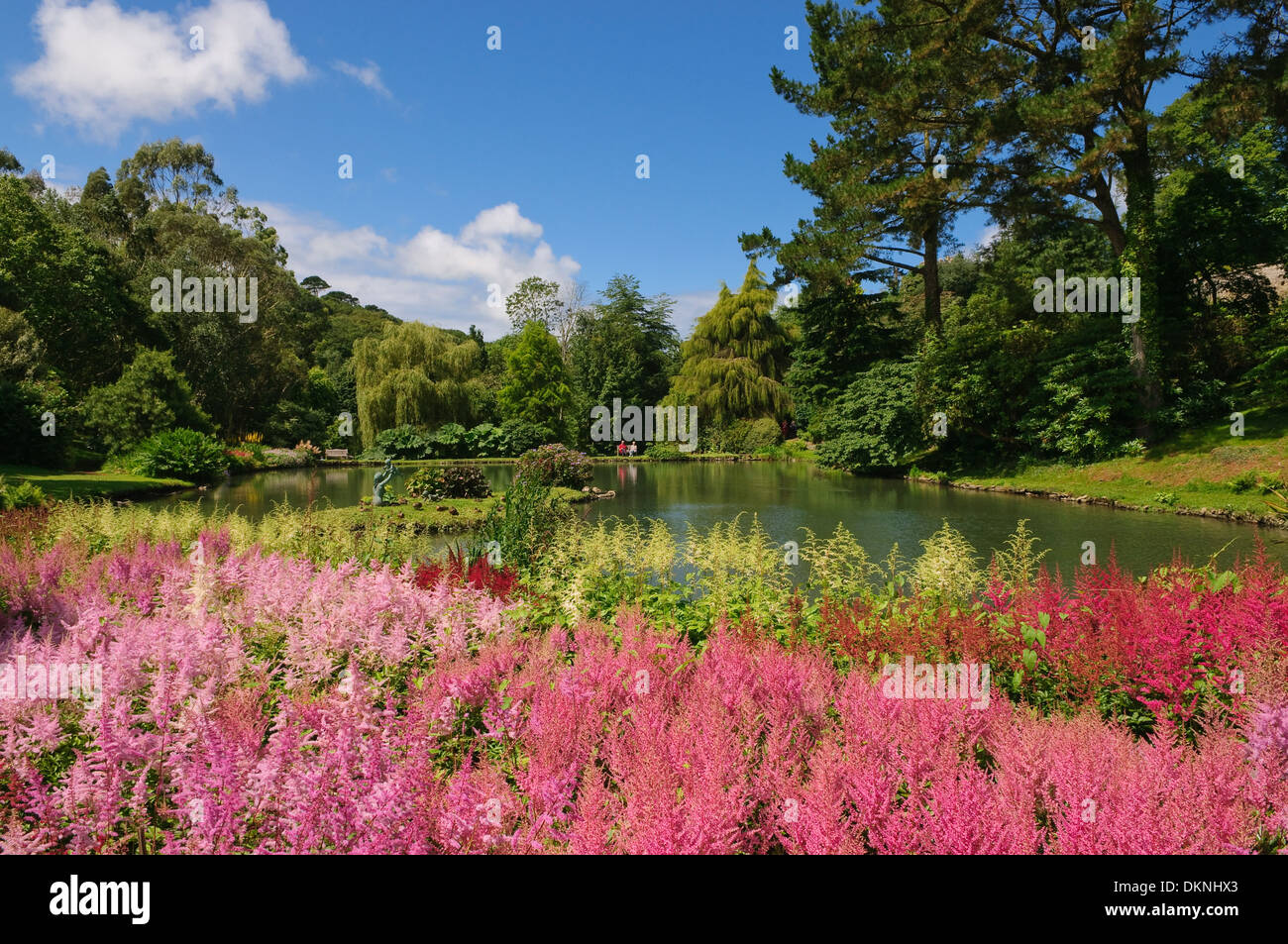 National collection of Astilbes at Marwood Hill Gardens, Devon, UK. Stock Photo