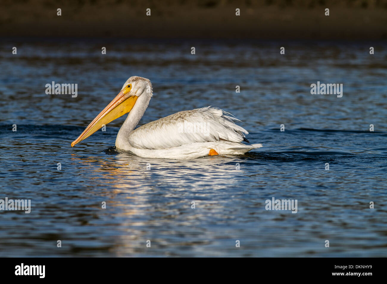 American White Pelican (Pelecanus erythrorhynchos) Large white pelican, against deep blue water, searching for food. Stock Photo