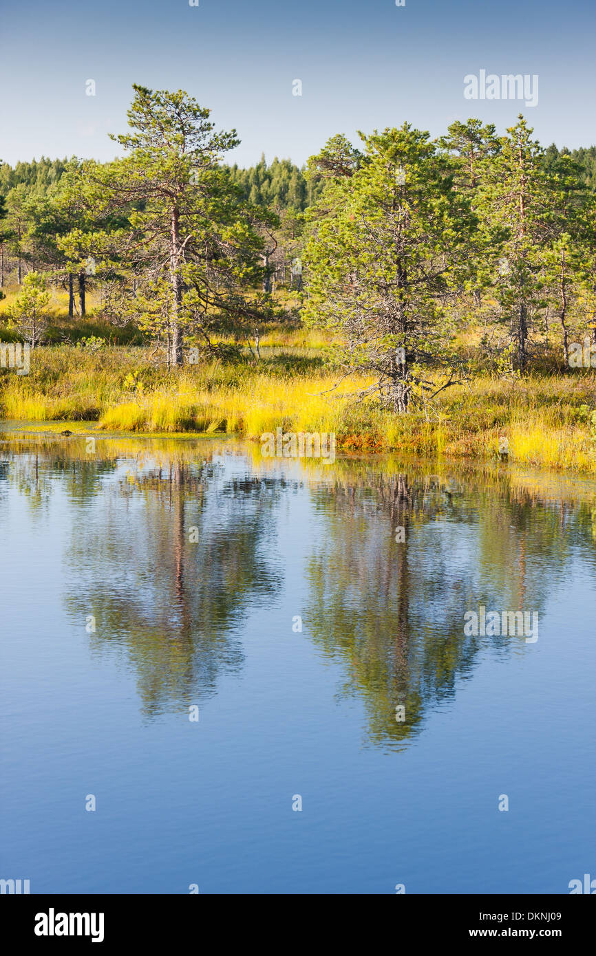 Trees and reflections on water Stock Photo - Alamy