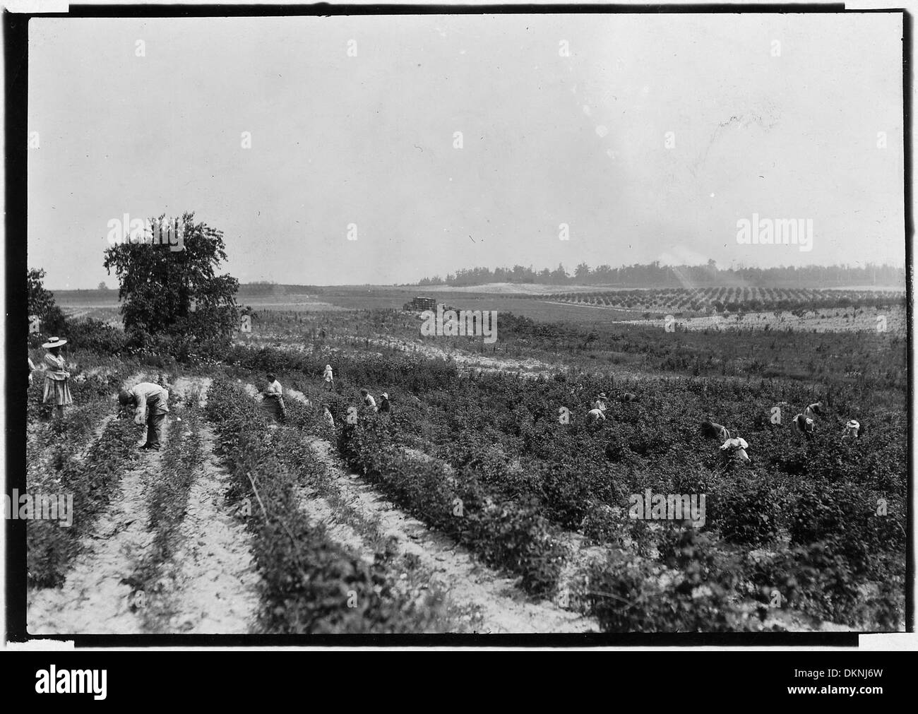 A photograph of a berry field on Rock Creek, where people of various ...
