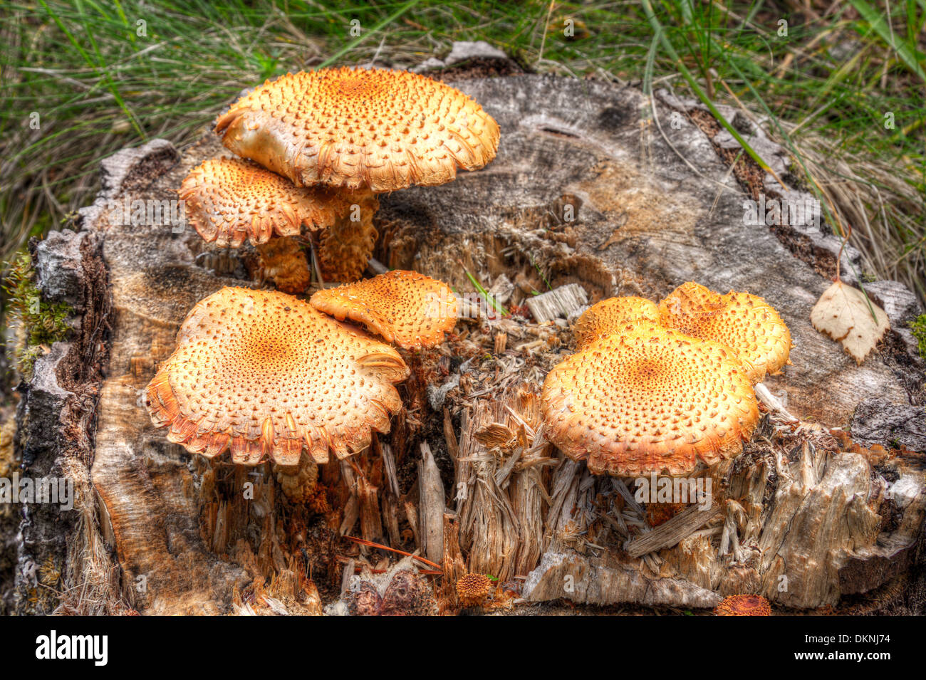 Mushroom yellow toadstool fungi hires stock photography and images Alamy