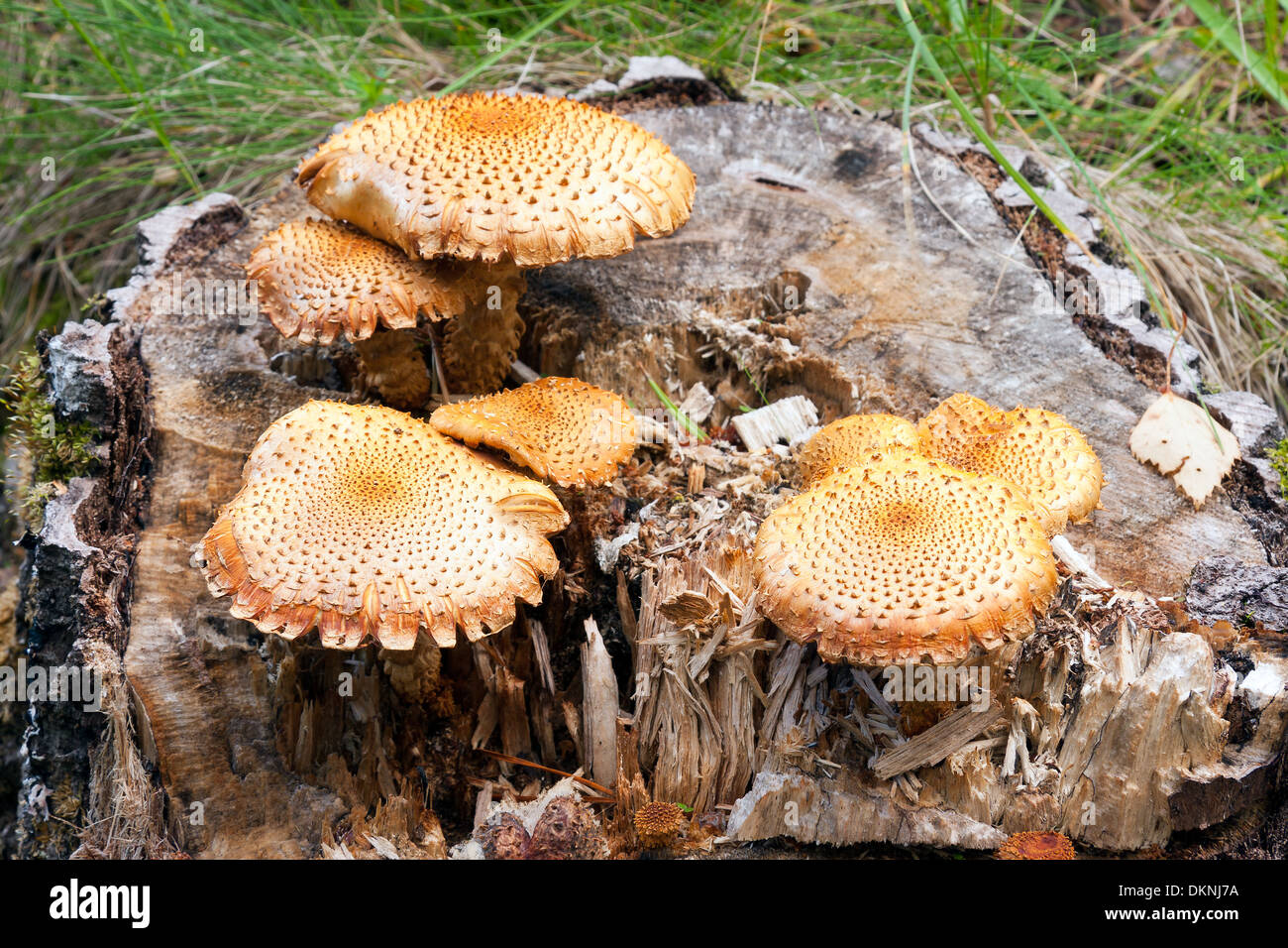 Fungi fungus mushroom orange hires stock photography and images Alamy