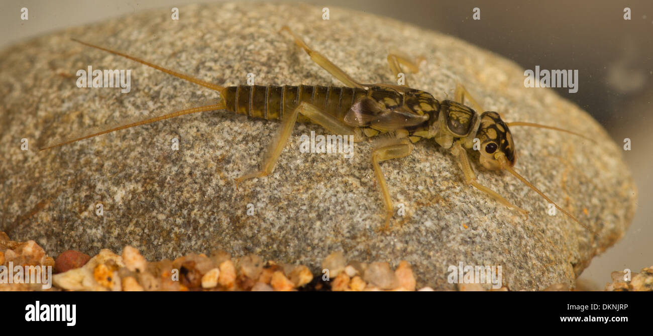 Stonefly nymph Perlodes mortoni Stock Photo