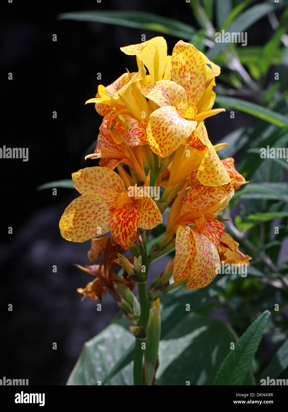 Canna Lily 'Yellow King Humbert', Cannaceae. Yellow, red spotted flower. Stock Photo