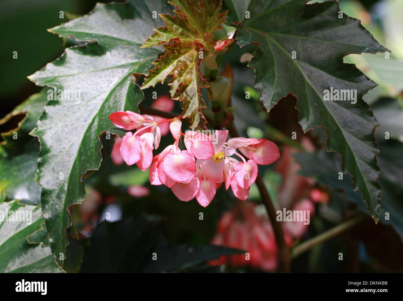 Cane-Stemmed Begonia (Superba Type), Begonia 'Irene Nuss', Begoniaceae. Stock Photo
