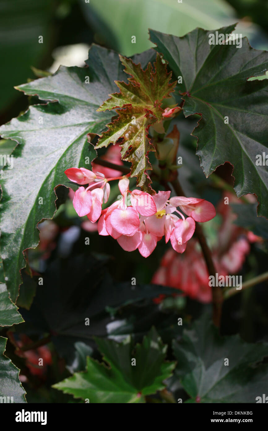 Cane-Stemmed Begonia (Superba Type), Begonia 'Irene Nuss', Begoniaceae. Stock Photo