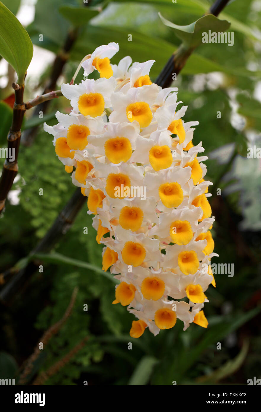 Pine Cone-Like Raceme Dendrobium, Dendrobium thyrsiflorum, Orchidaceae. Himalayas, China, Thailand, Burma, Tropical Asia. Orchid Stock Photo