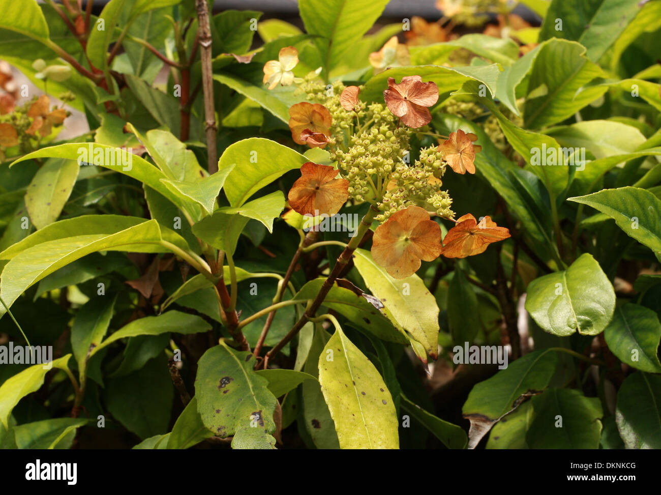 Evergreen Climbing Hydrangea, Hydrangea seemannii, Hydrangeaceae. Mexico, North America. Stock Photo