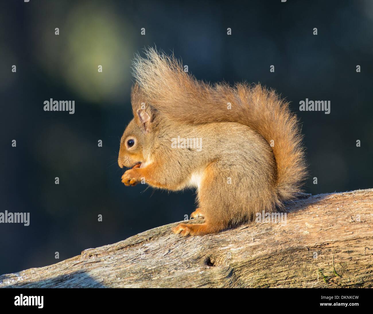Red squirrel on branch Stock Photo