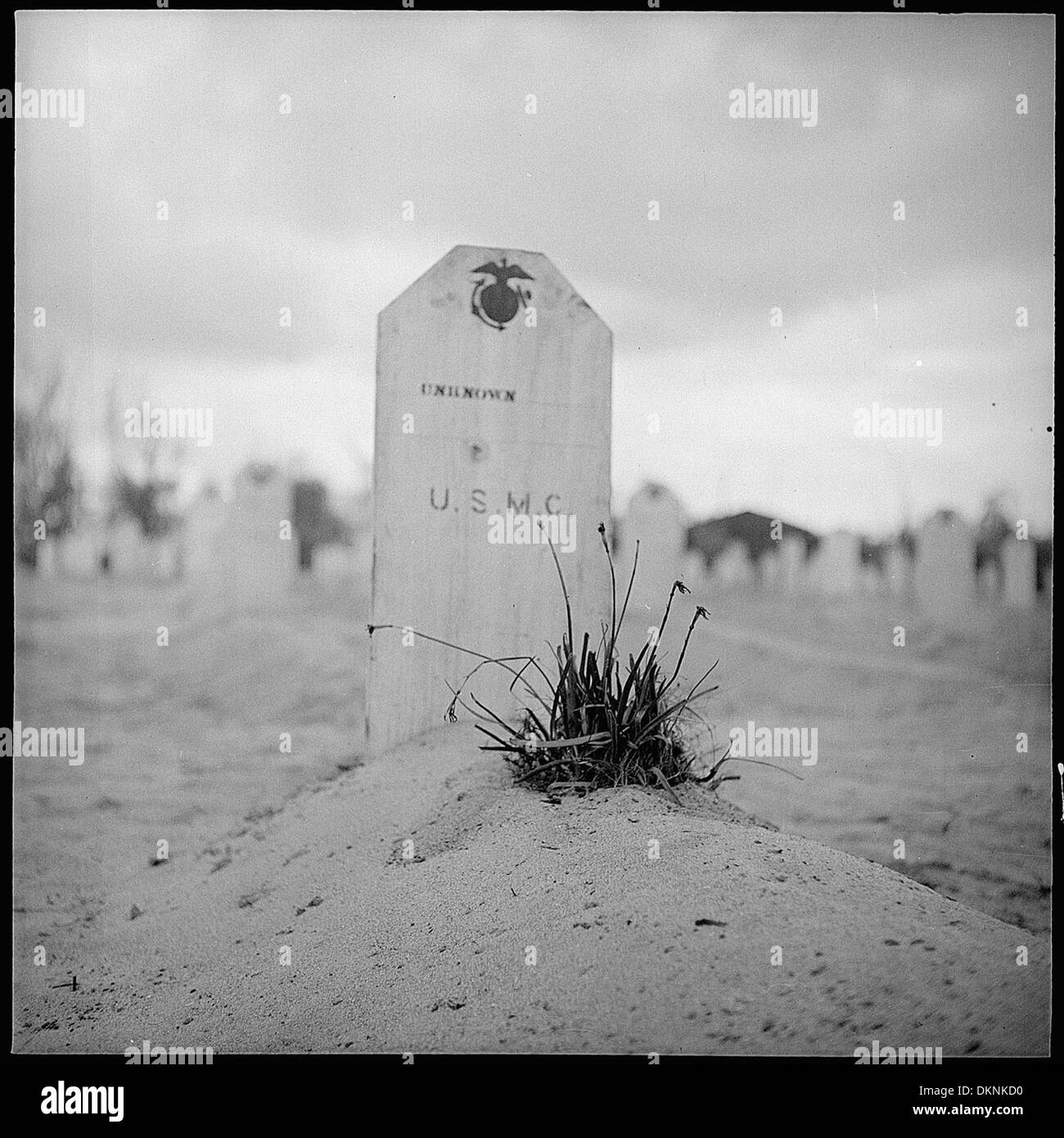 Clump of weeds on grave of unknown Marine at Saipan, placed there by a comrade in arms. 520802 Stock Photo