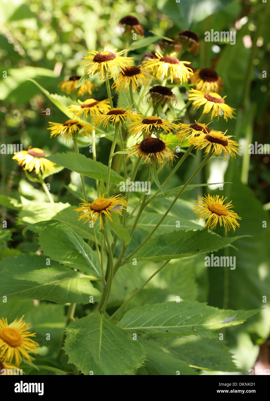 Elecampane, Inula helenium, Asteraceae. Stock Photo